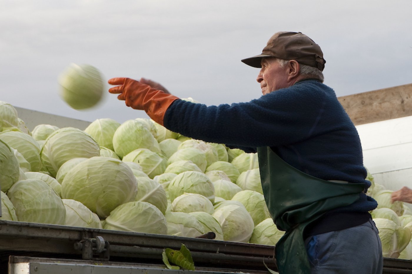 Bei der Ernte von Kabis ist Handarbeit gefragt. (Bild Dreyer AG)