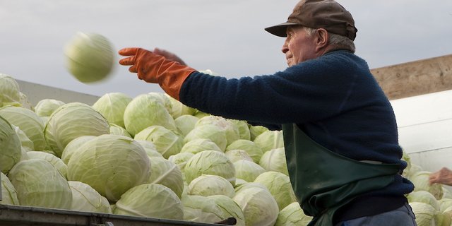 Bei der Ernte von Kabis ist Handarbeit gefragt. (Bild Dreyer AG)