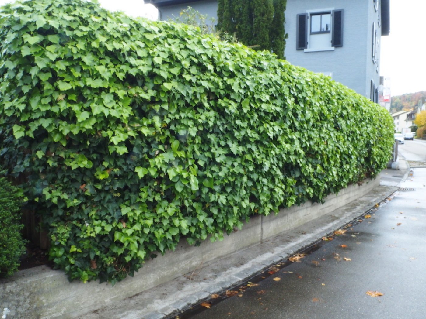 Fixfertig gibt es Efeuhecken zu kaufen. Sie brauchen eine Stütze, an der sie sich anklammern können.