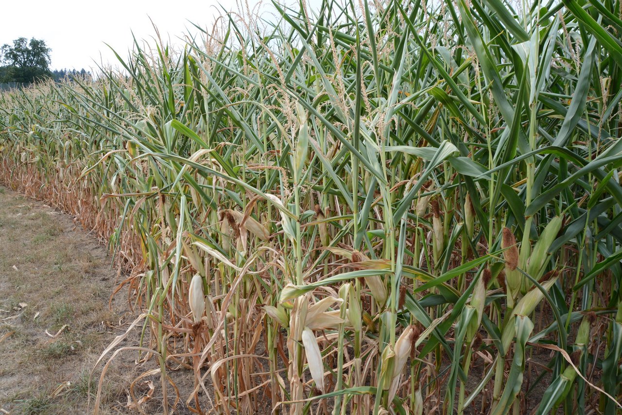 In Uffikon leidet auch der Mais, die Blätter sind gerollt. (Bilder jz)