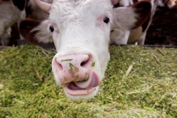 Das Futter für die Schweizer Nutztiere stammt zum Grossteil aus der Schweiz. (Bild SBV)