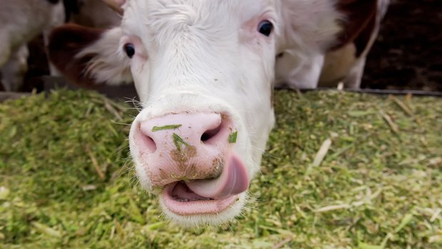 Das Futter für die Schweizer Nutztiere stammt zum Grossteil aus der Schweiz. (Bild SBV)