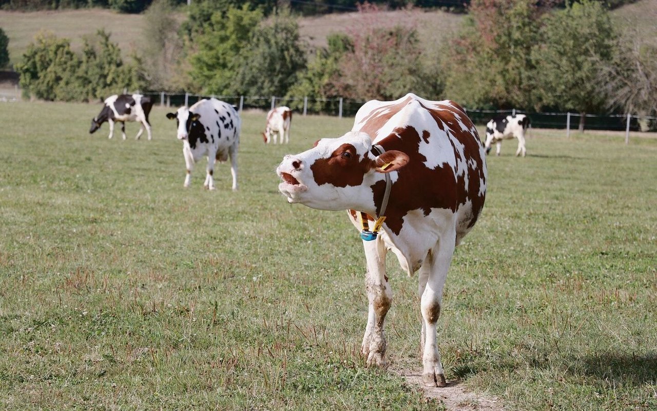 Weide im Aargau nach einem trockenen Sommer: Man werde den Futterbau auf die neuen klimatischen Bedingungen ausrichten müssen, sagt Futterbau-Fachmann Willi Gut.