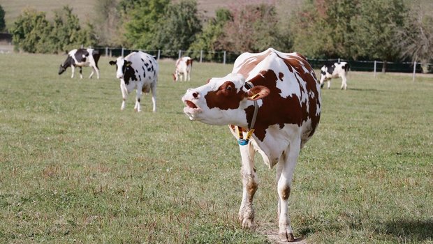 Weide im Aargau nach einem trockenen Sommer: Man werde den Futterbau auf die neuen klimatischen Bedingungen ausrichten müssen, sagt Futterbau-Fachmann Willi Gut.