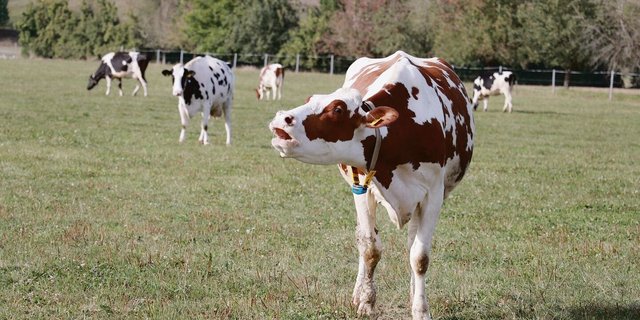 Weide im Aargau nach einem trockenen Sommer: Man werde den Futterbau auf die neuen klimatischen Bedingungen ausrichten müssen, sagt Futterbau-Fachmann Willi Gut.