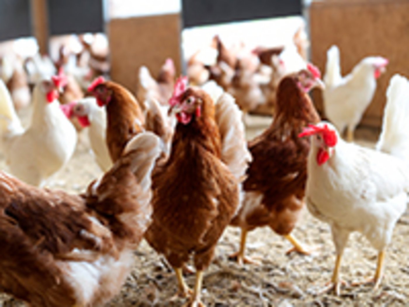 Schweizer stehen auf Bio-Eier. (Bild Bio Suisse)