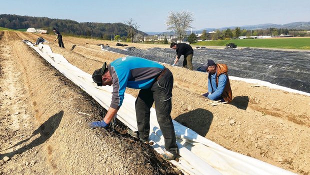 Bald beginnt die Spargelsaison. Dafür kommen jedes Jahr viele ausländische Erntehelfer(innen) in die Schweiz. Dieses Jahr müssen sie womöglich in Quarantäne.(Bild Esther Thalmann)