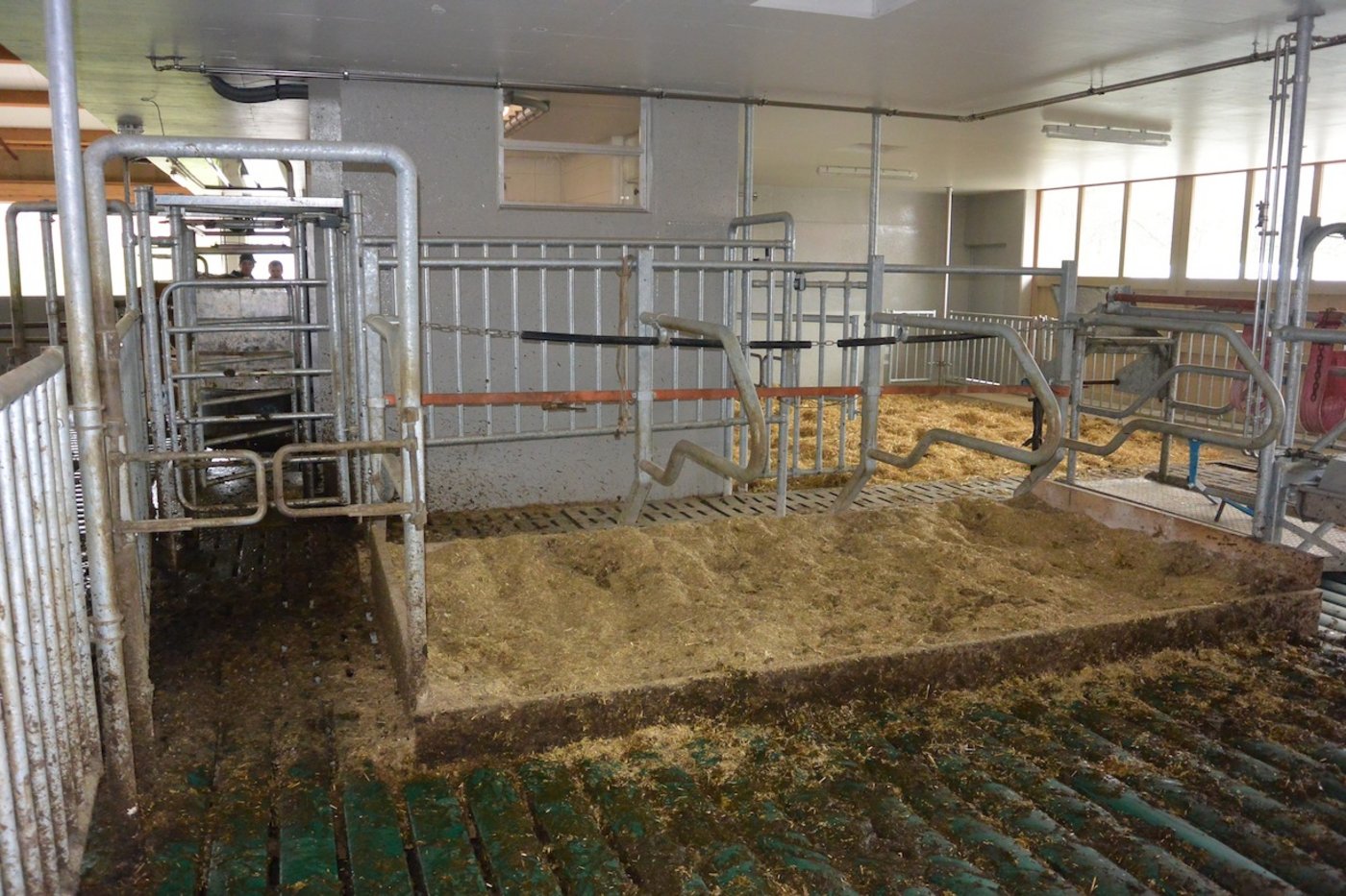 Nach dem Melkroboter gehts nach links zur Herde und geradeaus in den Separationsbereich. (Bild zVg)