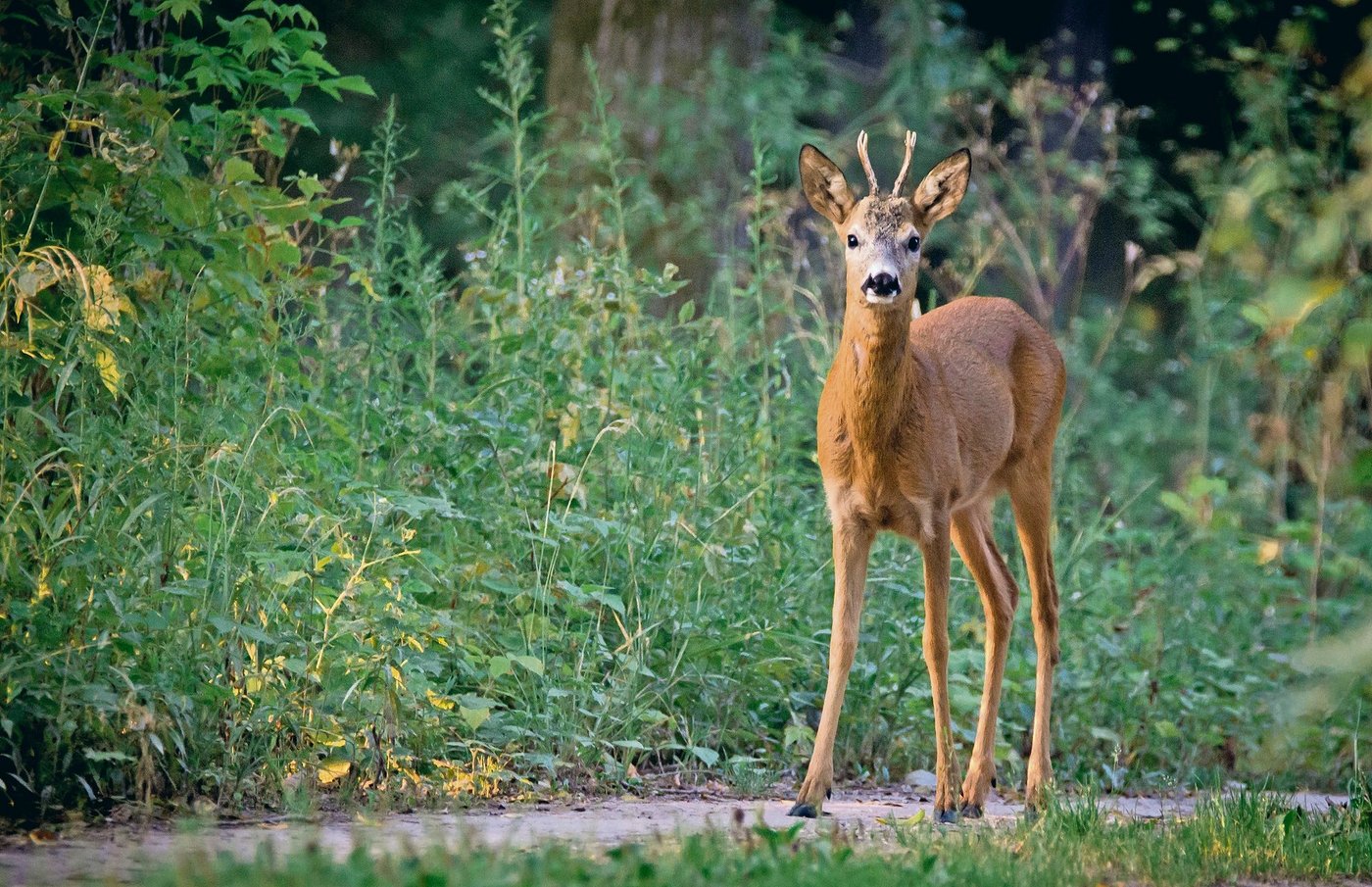 Sieht niedlich aus: Schalenwild kann in Schutzwäldern beachtlichen Schaden anrichten. (Symbolbild Lubos Houska/Pixabay)