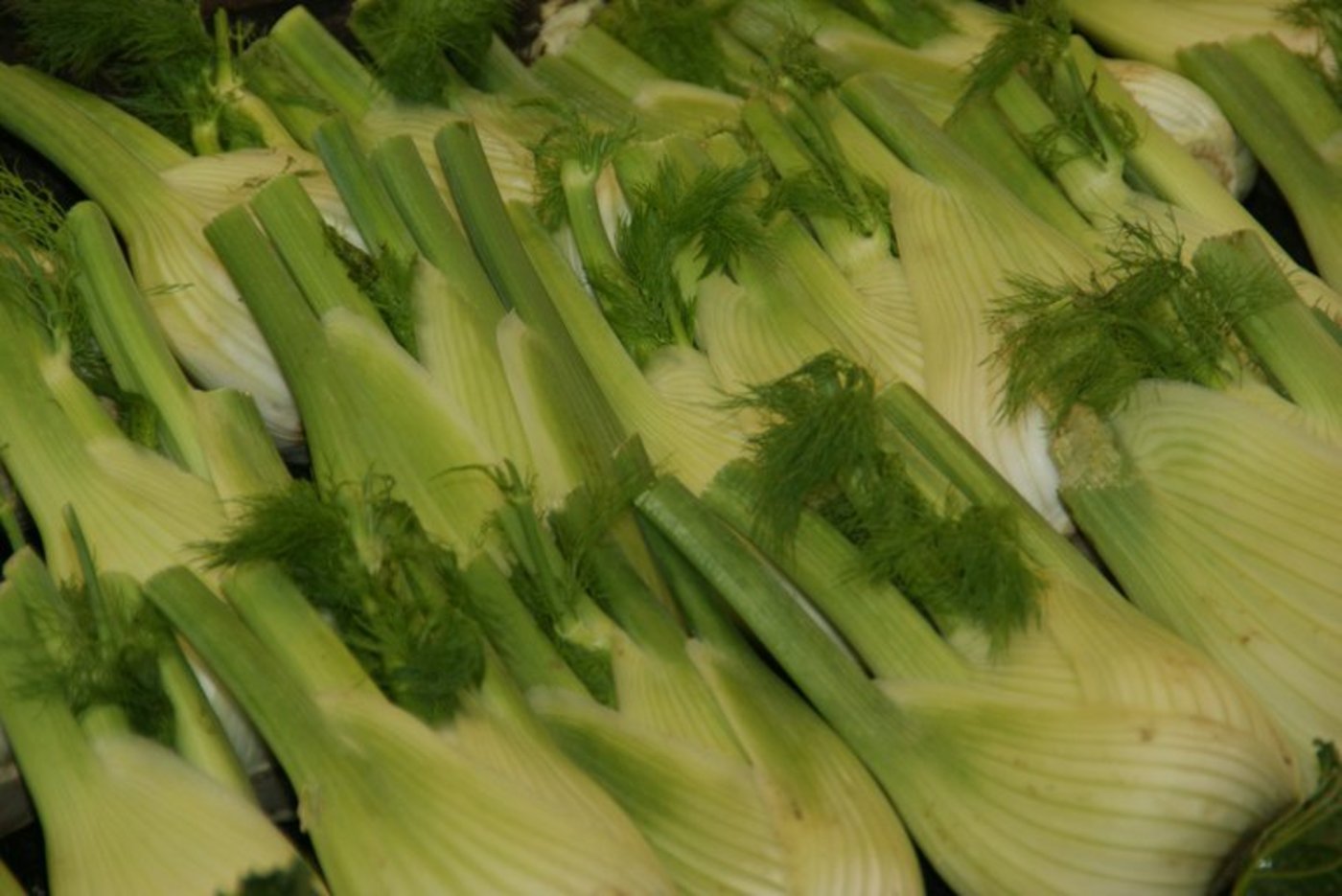 Fenchel ist ein Knollengemüse und hat jetzt Saison. (Bild lid)