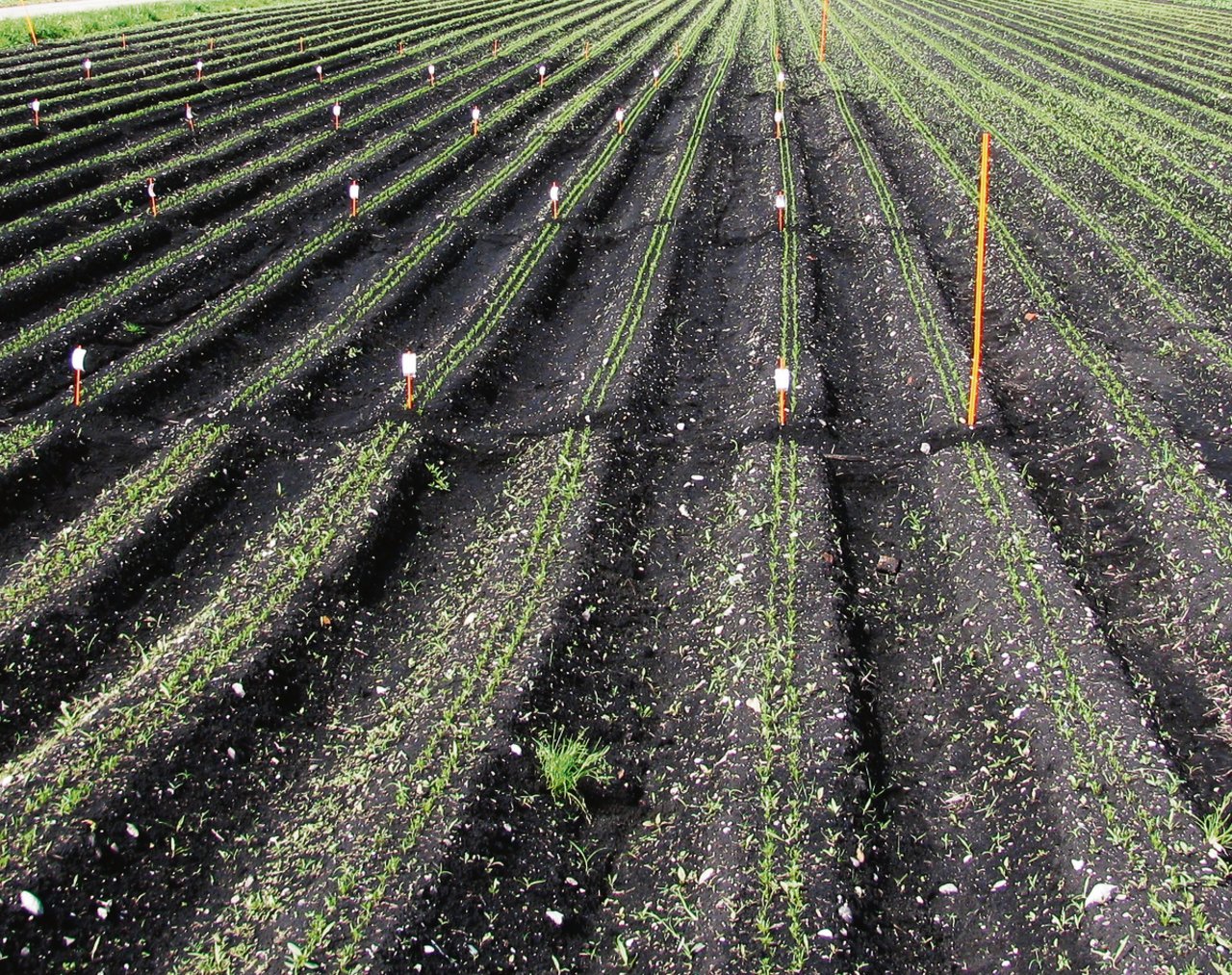 Karottenversuch für Ersatzstrategien zu Linuron auf organischem Boden im Berner Seeland. (Bild Agroscope)