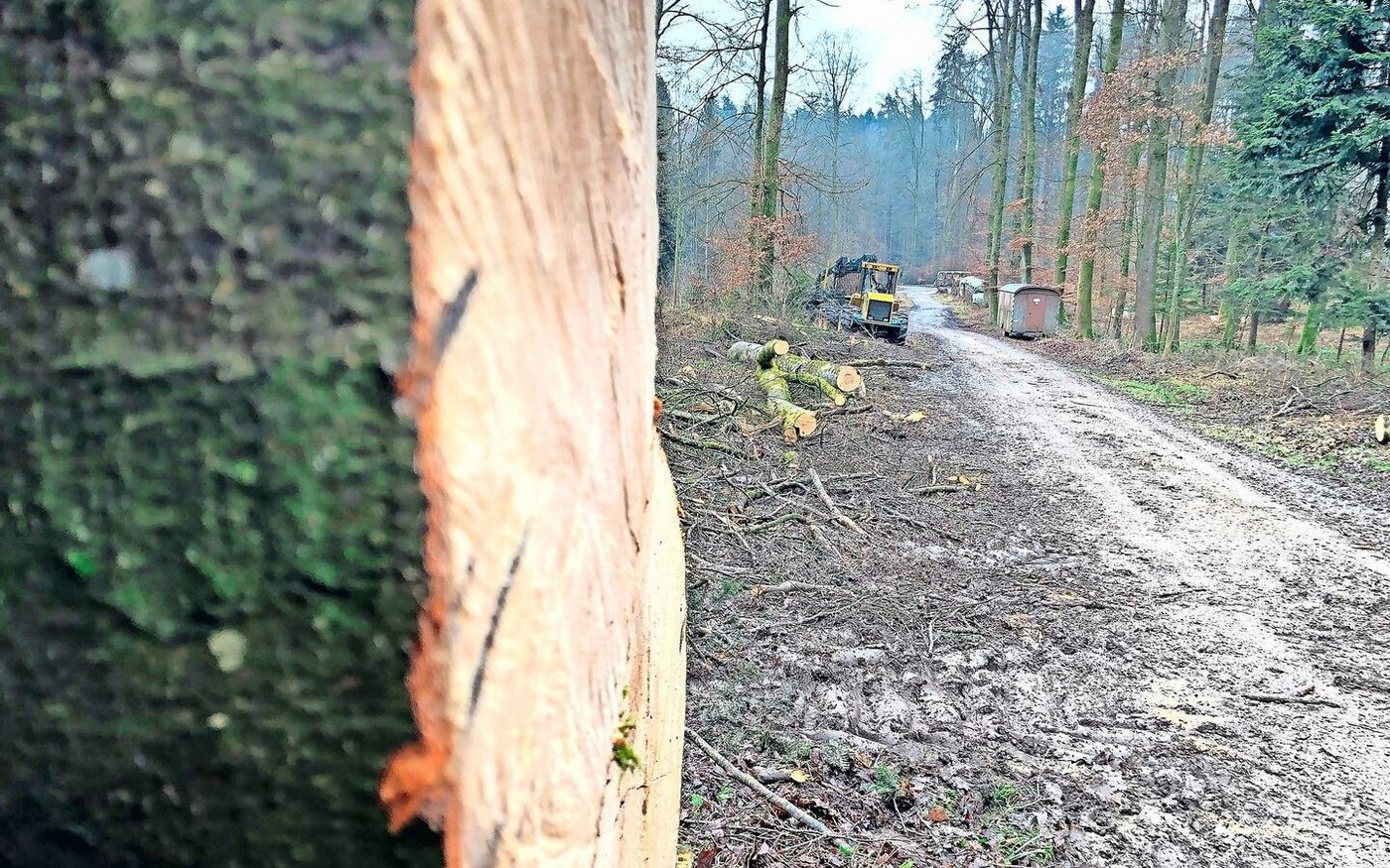 Es müsste viel mehr geholzt werden, findet Marcel Züger. Er propagiert auch stärkere Störungen zugunsten spezialisierter Arten.