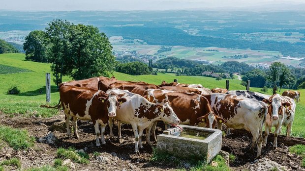 Eisenhaltiges Wasser Eisenhaltiges Wasser schmeckt unangenehm und führt zu chemischen Ausfällungen. Das ist problematisch.