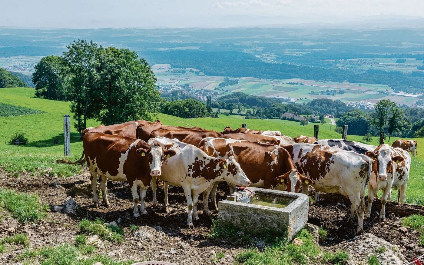 Eisenhaltiges Wasser schmeckt unangenehm und führt zu chemischen Ausfällungen. Das ist problematisch.