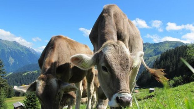 Der Rindviehbestand in Österreich ist stabil. Bei Milchkühen ist eine Verschiebung ins Berggebiet ersichtlich. (Bild pd)