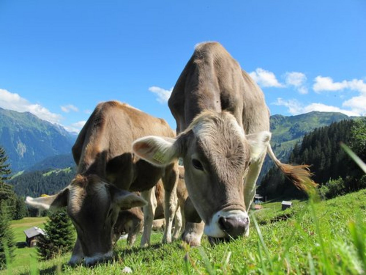 Der Rindviehbestand in Österreich ist stabil. Bei Milchkühen ist eine Verschiebung ins Berggebiet ersichtlich. (Bild pd)