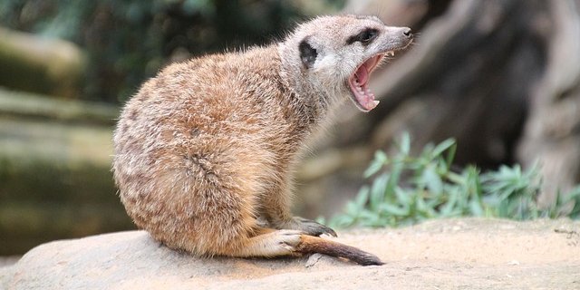 Freiwillige Mitarbeitende des Kalahari Forschungszentrums in Südafrika befestigten Sensoren an zehn Erdmännchen. Die Sensoren sammelten Daten über Körperneigung, Beschleunigung, Vibrationen und Stösse. Gleichzeitig filmten die Freiwilligen die Tiere während drei Stunden bei ihren Aktivitäten. (Bild pixabay)