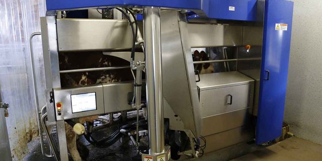 Melkroboter: Für Walliser Raclette AOP nicht mehr erwünscht. (Bild lid)