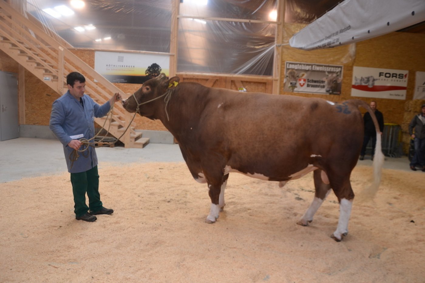 Beim Swiss Fleckvieh gab es kein Vorbeikommen an den kapitalen Odyssey Umberto (55 96) von Adrian Eggimann aus Wyssachen BE. Der gut vierjährige Umberto wurde gezüchtet von Samuel und Ueli Künzi aus Blausee-Mitholz BE. 