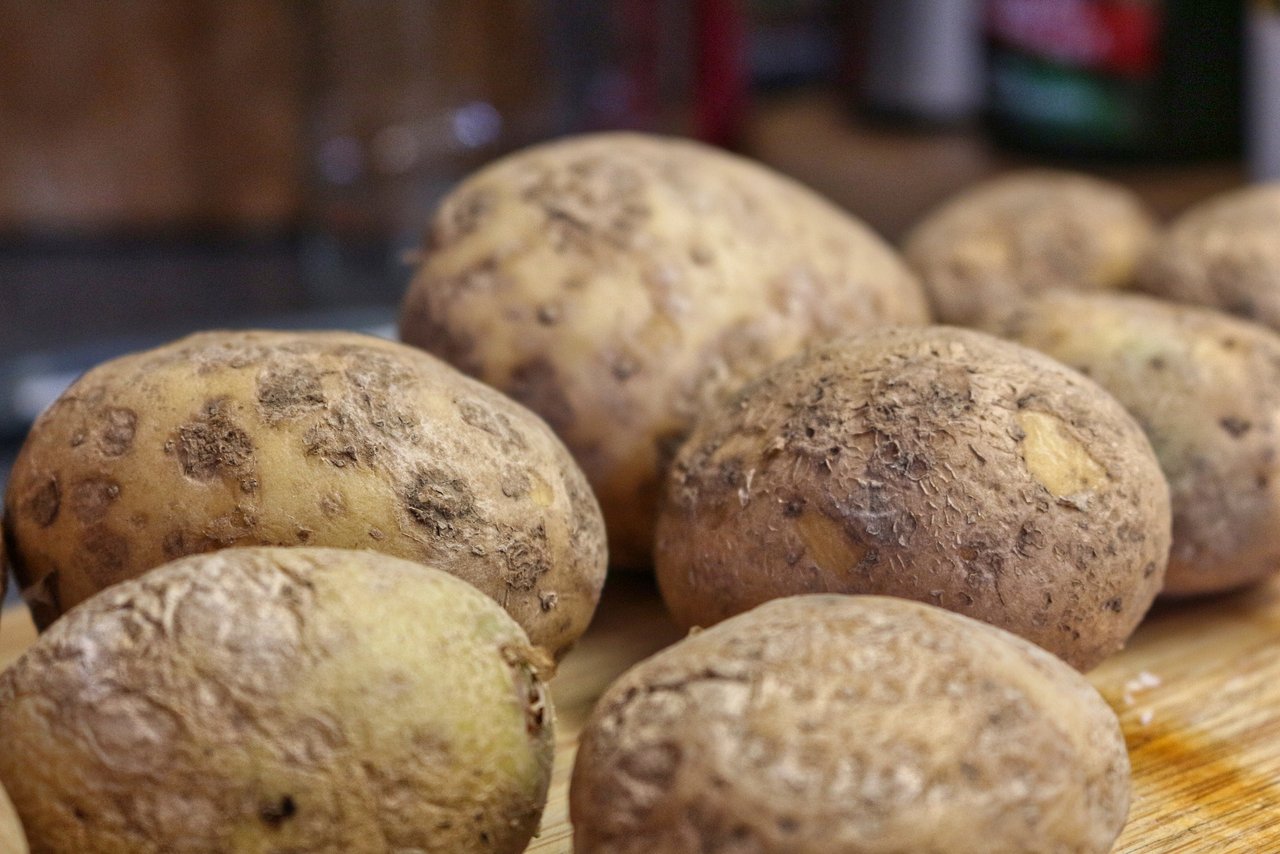 Wenn alles gut geht, werden die Schülerinnen und Schüler dieses Jahr ihre eigenen BEA-Kartoffeln ernten können. (Bild Pixabay)