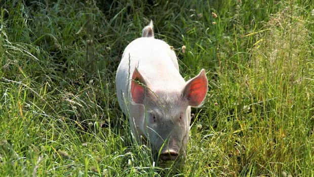 Die Bio-Schweine von Stefan Arn in Sutz-Lattrigen führen ein artgerechtes Weideleben. (Bild as) 