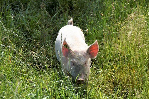Die Bio-Schweine von Stefan Arn in Sutz-Lattrigen führen ein artgerechtes Weideleben. (Bild as) 