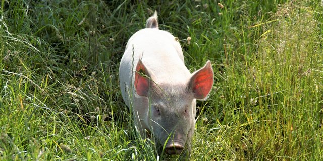 Die Bio-Schweine von Stefan Arn in Sutz-Lattrigen führen ein artgerechtes Weideleben. (Bild as) 