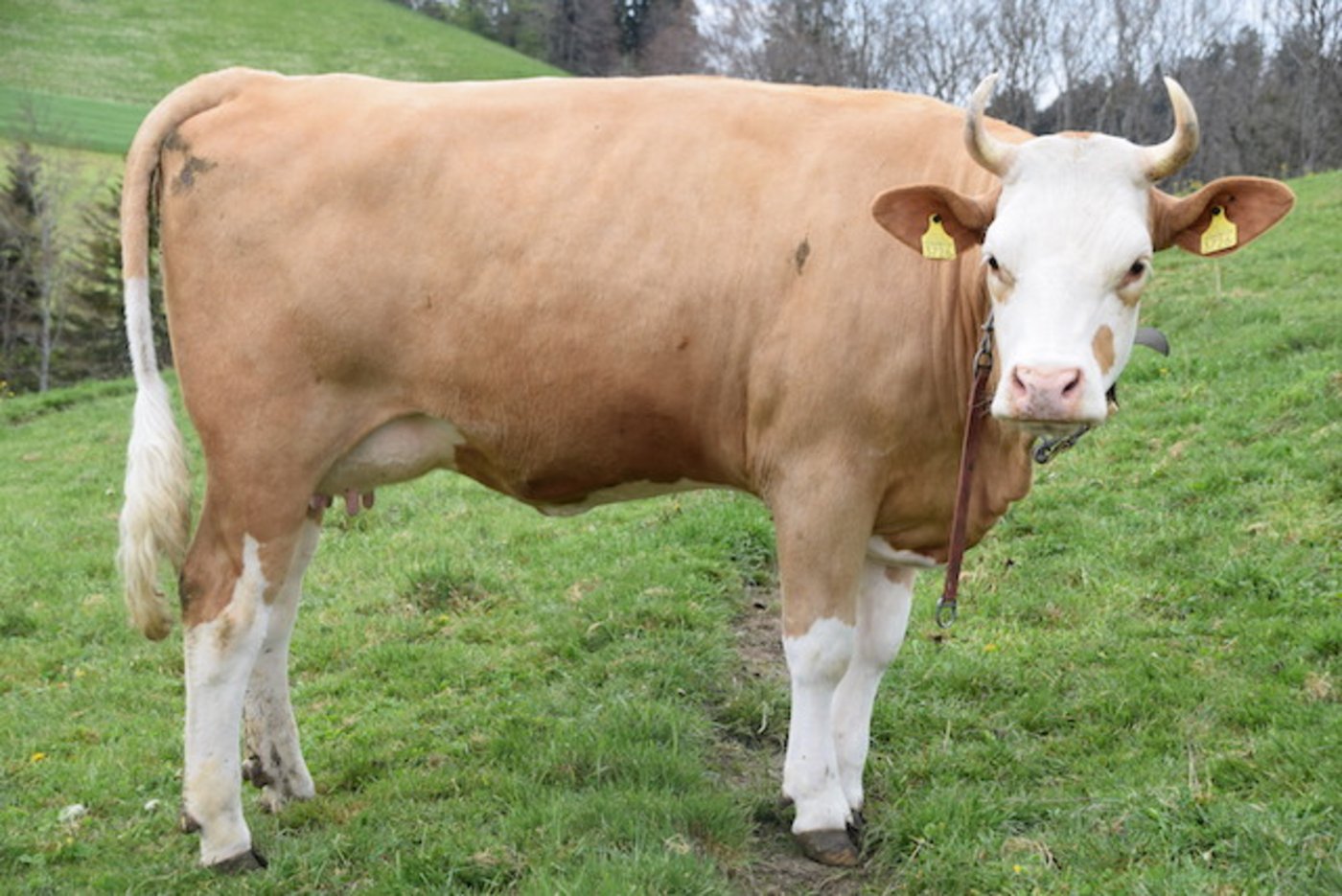 Die Simmentaler-Erstlingskuh Cresto Kalibra.