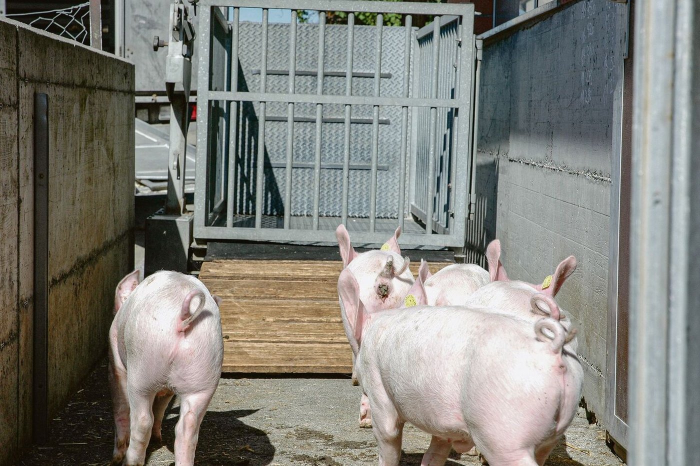 Mastjager beim Verlad: Um den Schweizer Schweinemarkt zu entlasten, braucht es nun Sofortmassnahmen. 