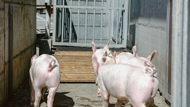 Mastjager beim Verlad: Um den Schweizer Schweinemarkt zu entlasten, braucht es nun Sofortmassnahmen. 
