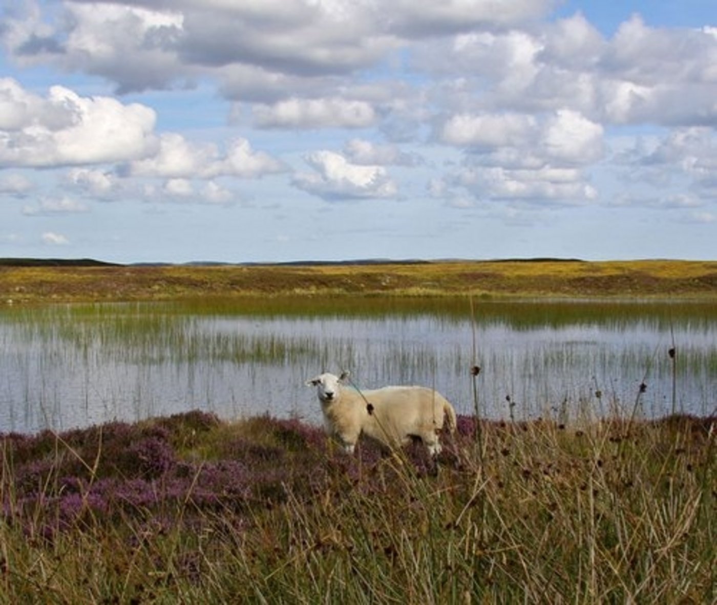 Die schottische Landwirtschaft will ohne GVO auskommen. (Bild: Judith Kernen/landwirtschaft.ch) 