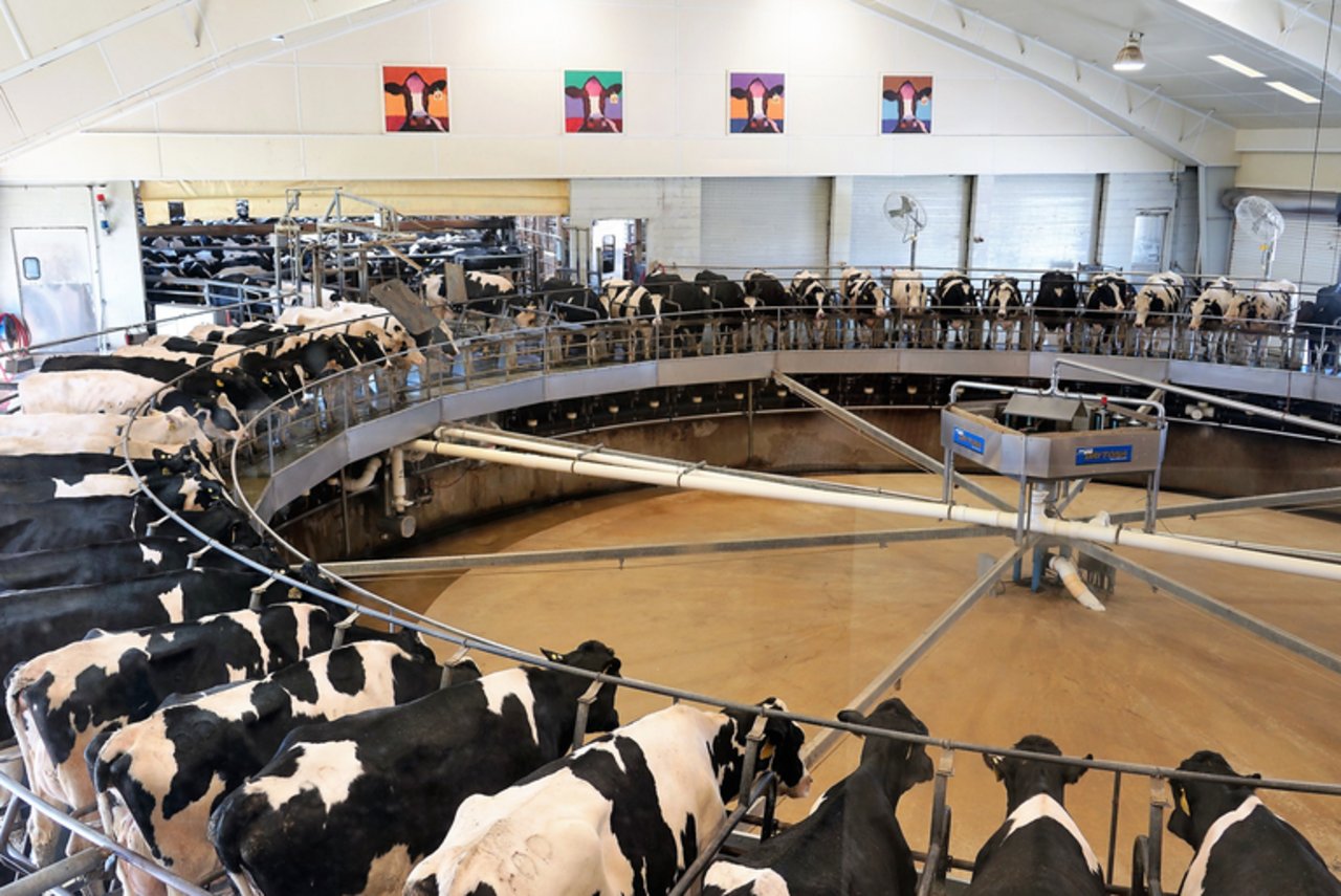 Milchfarm in Indiana, USA. (Bild mr)