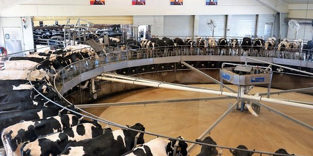 Milchfarm in Indiana, USA. (Bild mr)