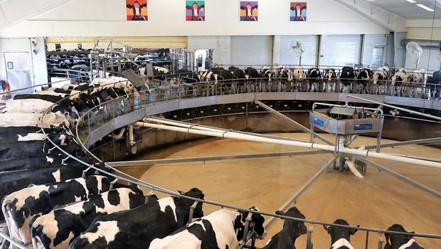 Milchfarm in Indiana, USA. (Bild mr)
