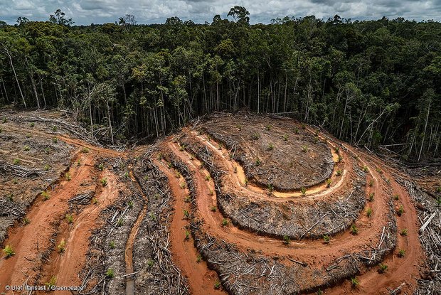 Greenpeace ist nicht grundsätzlich gegen Palmöl, aber gegen das Freihandelsabkommen Nachhaltiges Palmöl komme von lokalen und indigenen Gemeinschaften, so Greenpeace. In Labels hat die Organisation in dieser Sache kein Vertrauen. (Bild Greenpeace)
