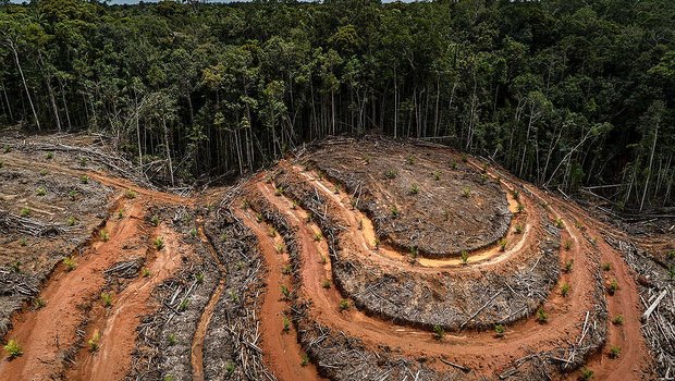 Nachhaltiges Palmöl komme von lokalen und indigenen Gemeinschaften, so Greenpeace. In Labels hat die Organisation in dieser Sache kein Vertrauen. (Bild Greenpeace)