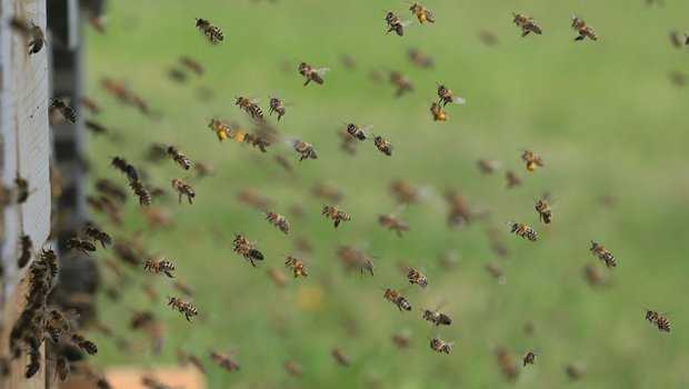 Zwei von insgesamt 14 Bienenstöcken wurden durch das Feuer zerstört. (Symbolbild Pixabay)