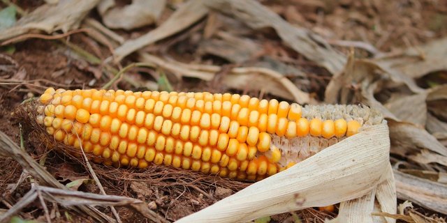 Laut dem SGPV ist Körnermais eine interessante Kultur in der Fruchtfolge und verspricht eine gute Bruttowertschöpfung. (Bild manfredrichter/Pixabay) 