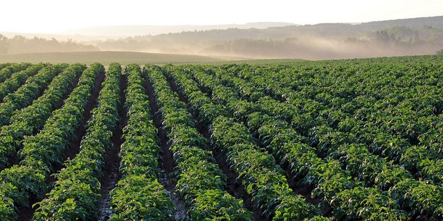 Das Angebot von Frühkartoffeln ist gemäss der Vereinigung Schweizer Kartoffelproduzenten gut. Ein Importstopp tritt dann in Kraft, wenn die Inlandversorgung durch Schweizer Ware gewährleistet werden kann. 