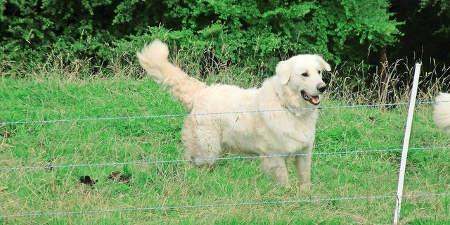 Herdenschutz ist nicht nur mit Hunden möglich. Auch elektrische Zäune sind eine anerkannte Massnahme, wenn die Spannung  mind. 3000 V beträgt.