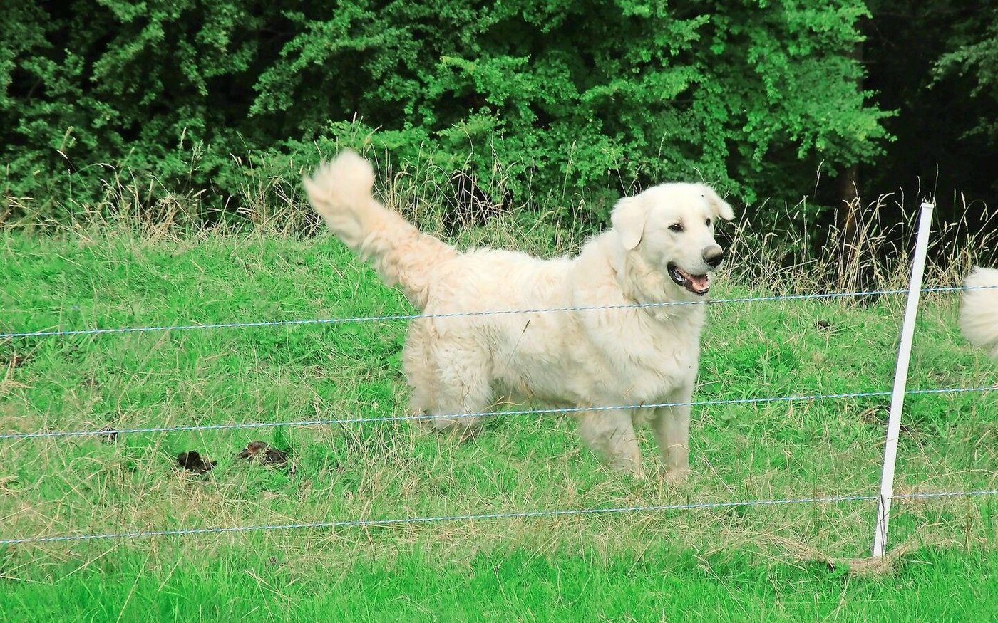 Herdenschutz ist nicht nur mit Hunden möglich. Auch elektrische Zäune sind eine anerkannte Massnahme, wenn die Spannung  mind. 3000 V beträgt.