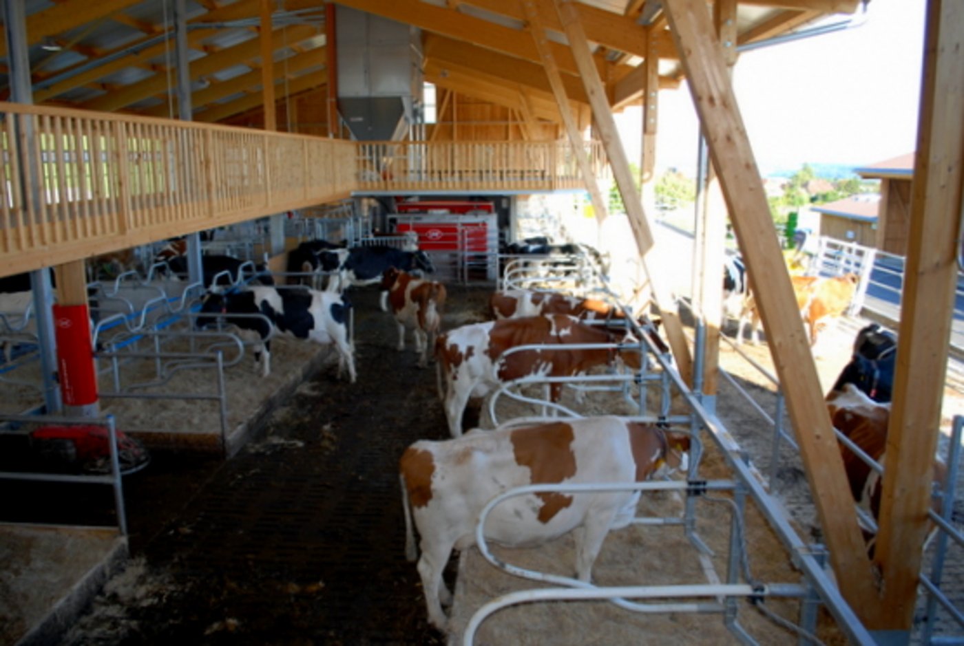 Der neue Freilaufstall war zuerst ungewohnt für die Kühe. (Bild zVg)