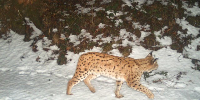 In die Fotofalle getappt: Luchs auf einem Bild der Kora,  dem Schweizer Kpompetenzzentrum für Raubtierökologie und Wildtiermanagement. (Bild zVg)