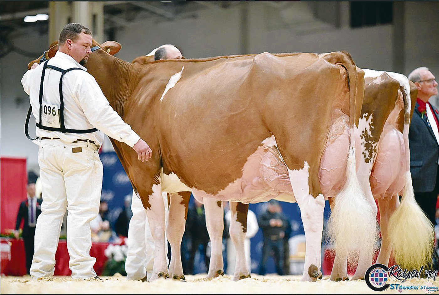Meadow Green Absolute Fanny wurde RH-Siegerin.(Bilder cowsmo)