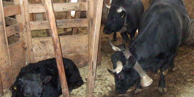 Die sechseckigen Liegeinseln sind für die Tiere ein geschützter Rückzugsort, an dem sie sich wohl fühlen. (Bild Paul Küchler)