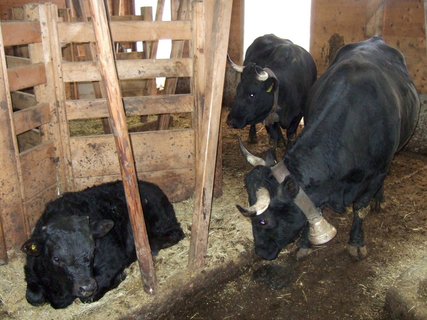 Die sechseckigen Liegeinseln sind für die Tiere ein geschützter Rückzugsort, an dem sie sich wohl fühlen. (Bild Paul Küchler)