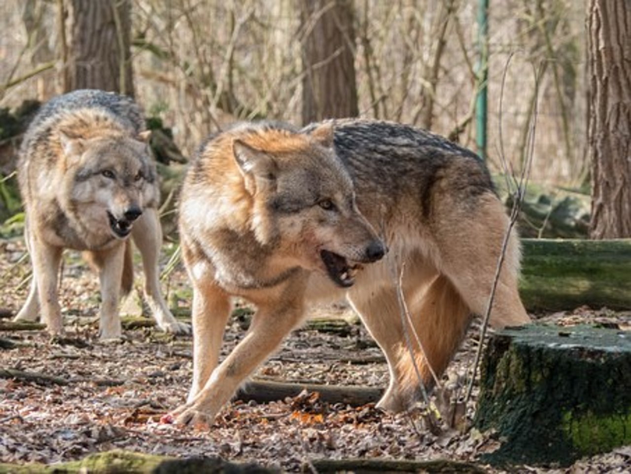 Nebst Menschen und Hunden reagieren auch Wölfe auf Ungerechtigkeiten. (Symbolbild Pixabay)