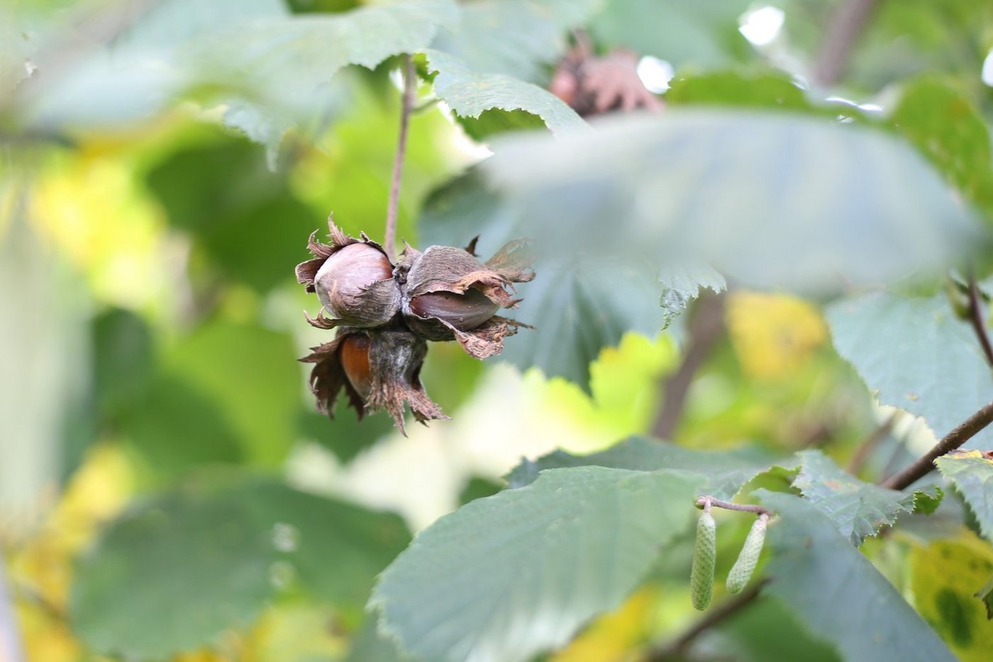 Es gibt nur wenige Schweizer Haselnuss-Produzenten. (Bild mg)