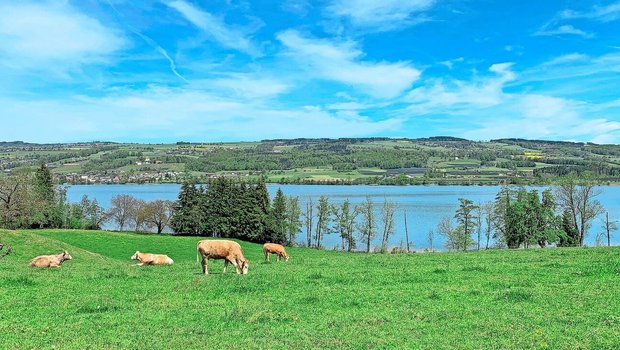 Weidende Kühe am Baldeggersee. Luzerner Kantonsräte wehren sich gegen die Sündenbockrolle der Landwirtschaft beim Gewässerschutz und fordern, dass auch andere Quellen für Einträge näher untersucht werden. 