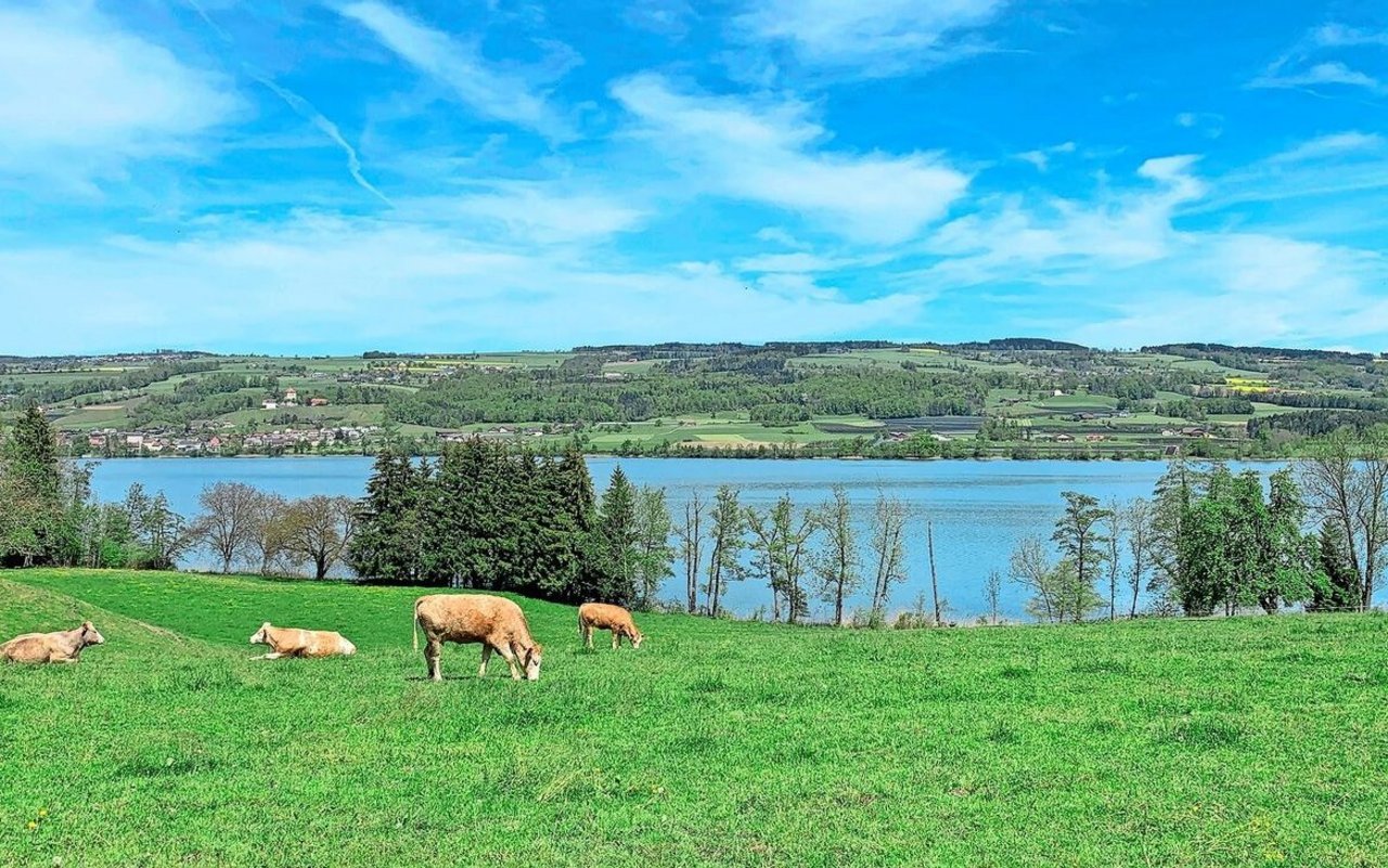 Weidende Kühe am Baldeggersee. Luzerner Kantonsräte wehren sich gegen die Sündenbockrolle der Landwirtschaft beim Gewässerschutz und fordern, dass auch andere Quellen für Einträge näher untersucht werden. 